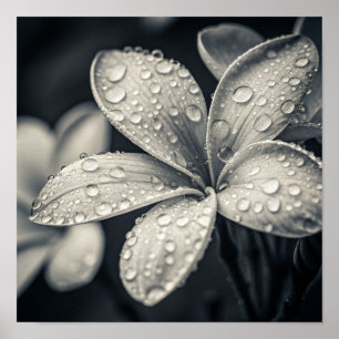 Affiche Photographie Macro Monochromatique Éthérée de Plum