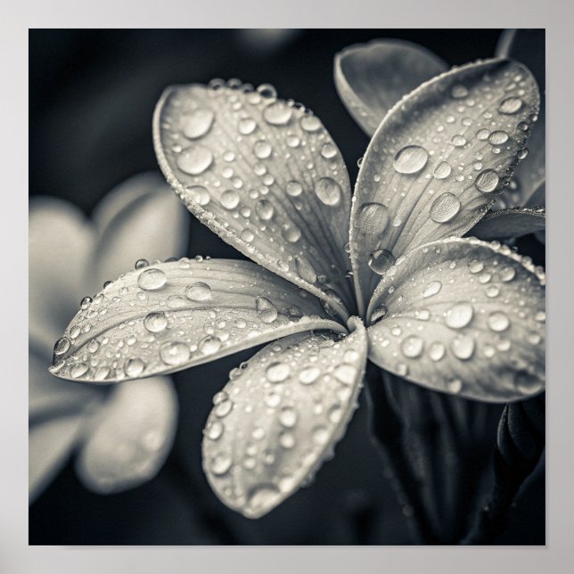 Affiche Photographie Macro Monochromatique Éthérée de Plum (Devant)