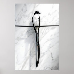 Affiche Photographie minimaliste d'oiseau sur fil