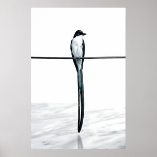 Affiche Photographie minimaliste d'oiseau sur fil