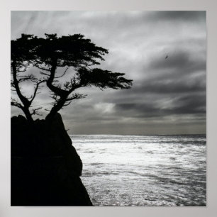 Affiche Photographie nature noir et blanc