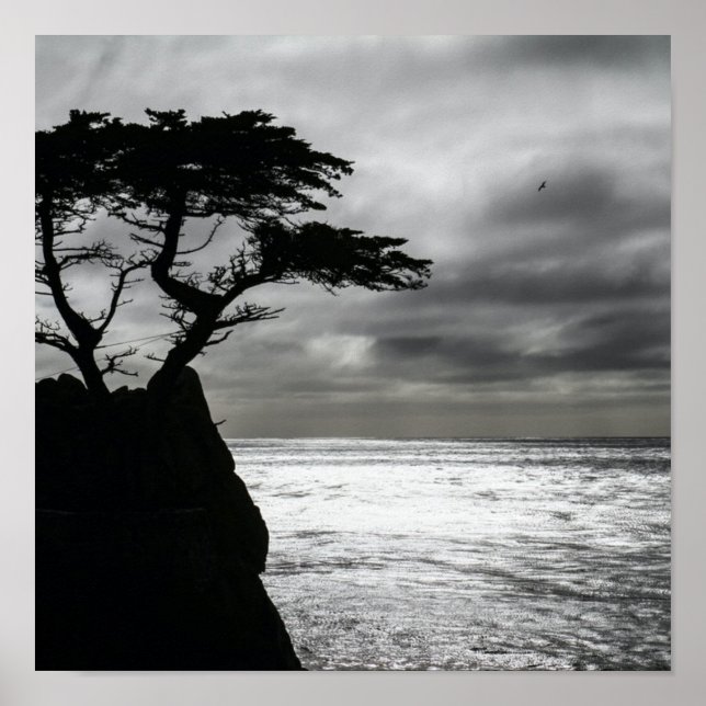 Affiche Photographie nature noir et blanc (Devant)