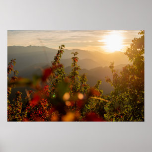 AFFICHE PHOTOGRAPHIE NATURELLE DES ARBRES VERTS SURPLOMBAN