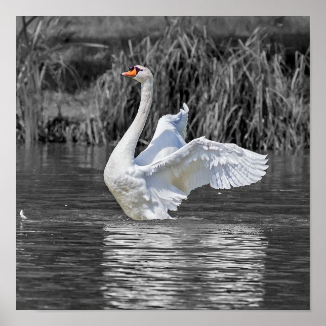 Affiche Photographie noir et blanc cygne (Devant)