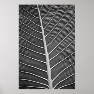Affiche Photographie noir et blanc de feuille de palme tro