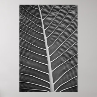Affiche Photographie noir et blanc de feuille de palme tro