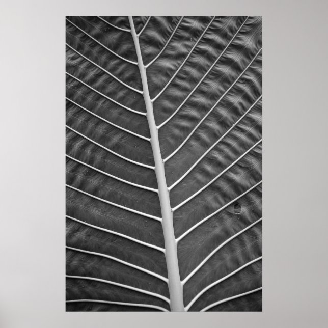 Affiche Photographie noir et blanc de feuille de palme tro (Devant)