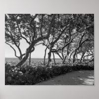 Photographie noir et blanc Raisins marins