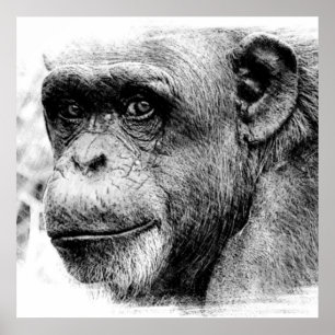 Affiche Photographie numérique du chimpanzé noir et blanc