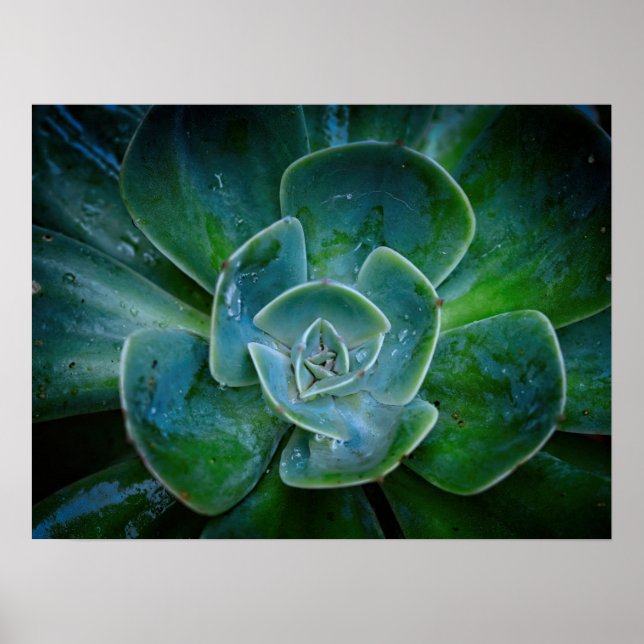 Affiche Photographie - Plante À feuillage persistant (Devant)