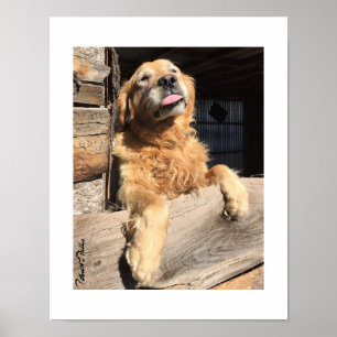 Affiche Photographie ridicule de Golden Retriever