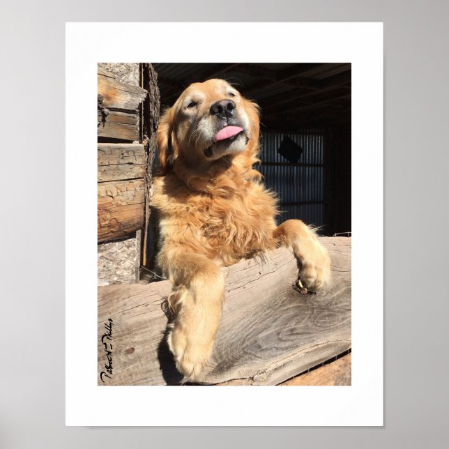 Affiche Photographie ridicule de Golden Retriever (Devant)
