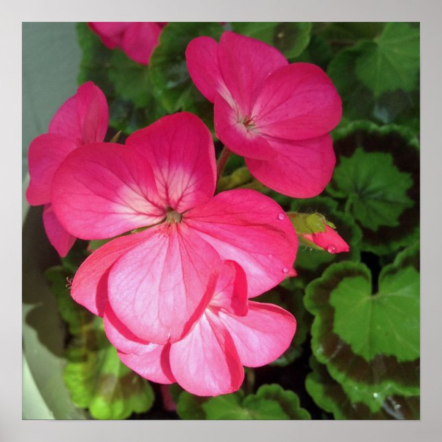 Affiche Photographie rose florale (Devant)