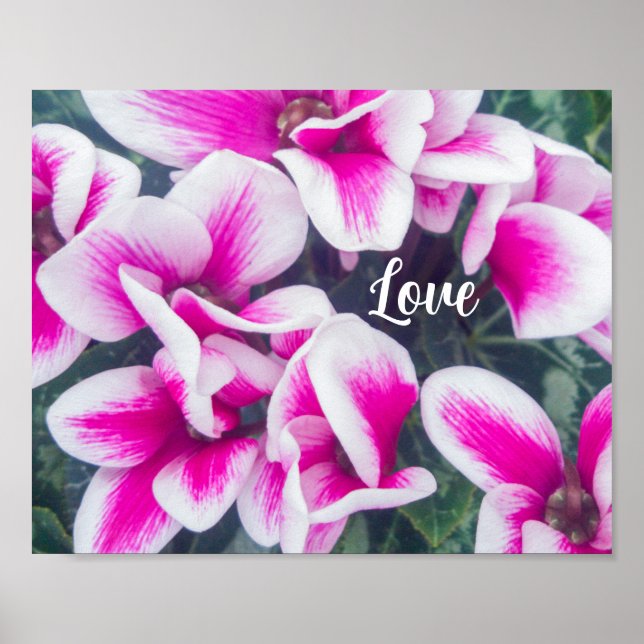 Affiche Photographie rose florale Cyclamen (Devant)