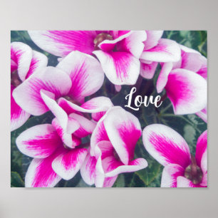 Affiche Photographie rose florale Cyclamen