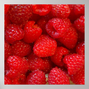 Affiche Photographie rose foncée mignonne délicieuse de