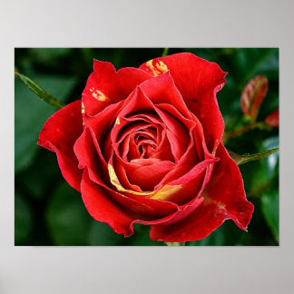 Affiche Photographie Rose Rouge