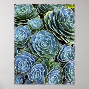 Affiche Photographie Succulente Jour Cactus Stock