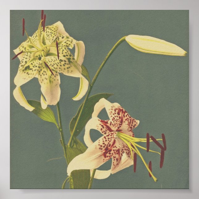 Affiche Photographie vintage (Devant)