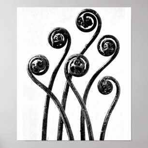 Affiche Photographie Vintage-Karl Blossfeldt 8
