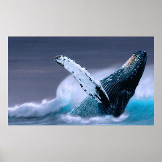 affiche photographique de la faune de la baleine à