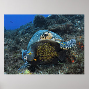 Affiche Photomontologie