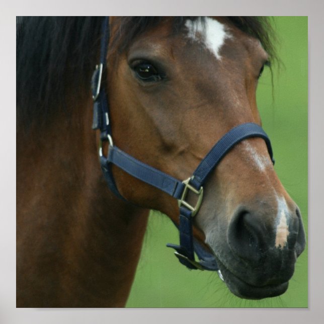 Affiche Photos Arabian Horse Imprimer (Devant)