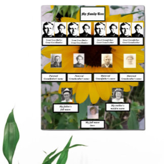 Affiche Photos de l'arbre généalogique tournesol de quatre