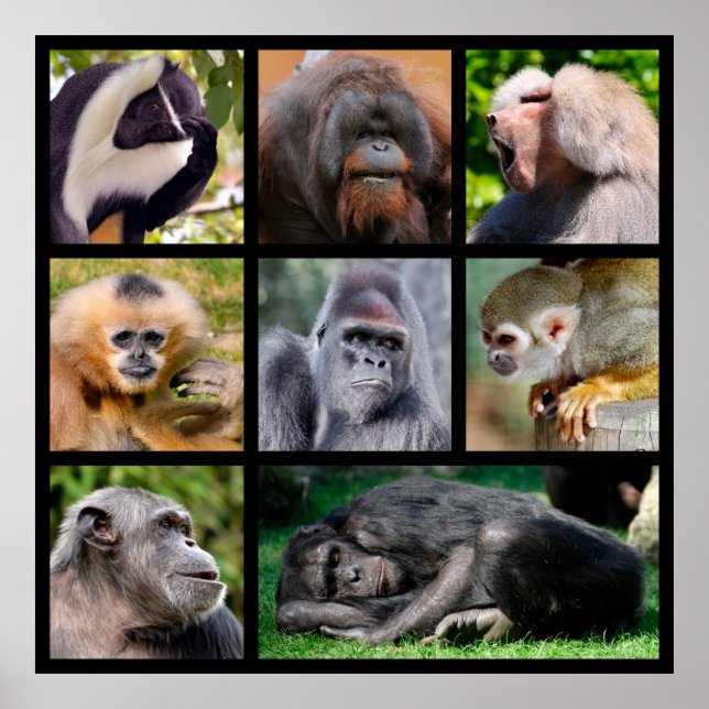 Affiche Photos en mosaïque de singes (Devant)