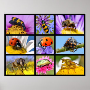 Affiche Photos mosaïque d'insectes