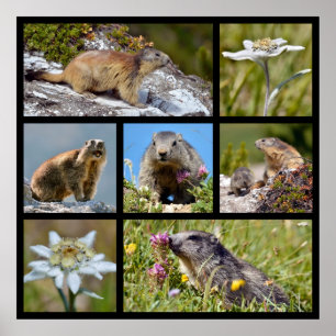 Affiche Photos mosaïque Marmottes alpines et edelweiss