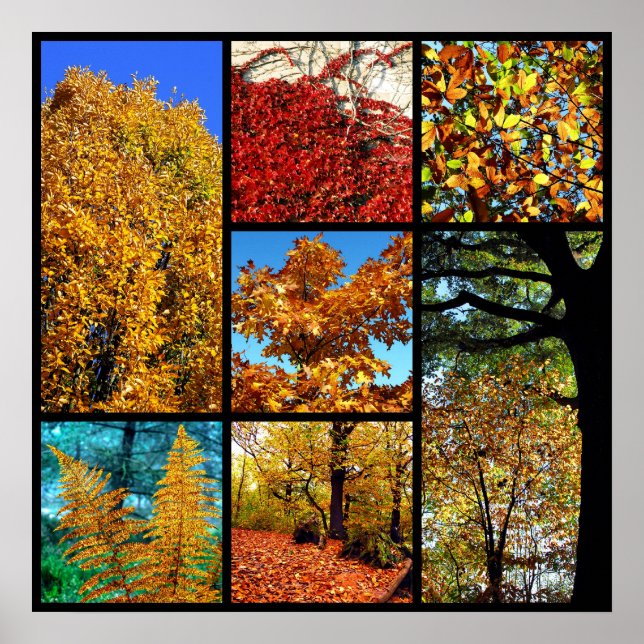 Affiche Photos multiples du feuillage d'automne (Devant)