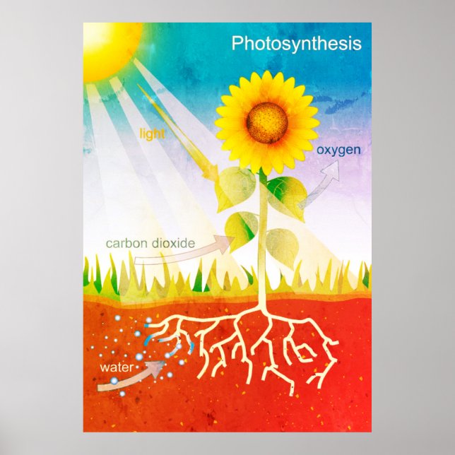 Affiche Photosynthèse (Devant)