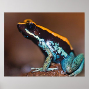 Affiche Phyllobates vittatus, une grenouille à flèches poi