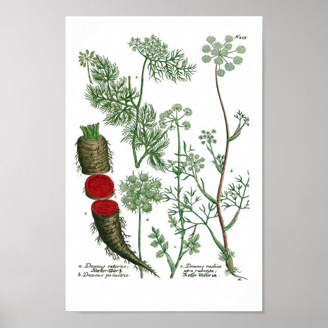 Affiche Phytanthoza Iconographia N459 (Devant)