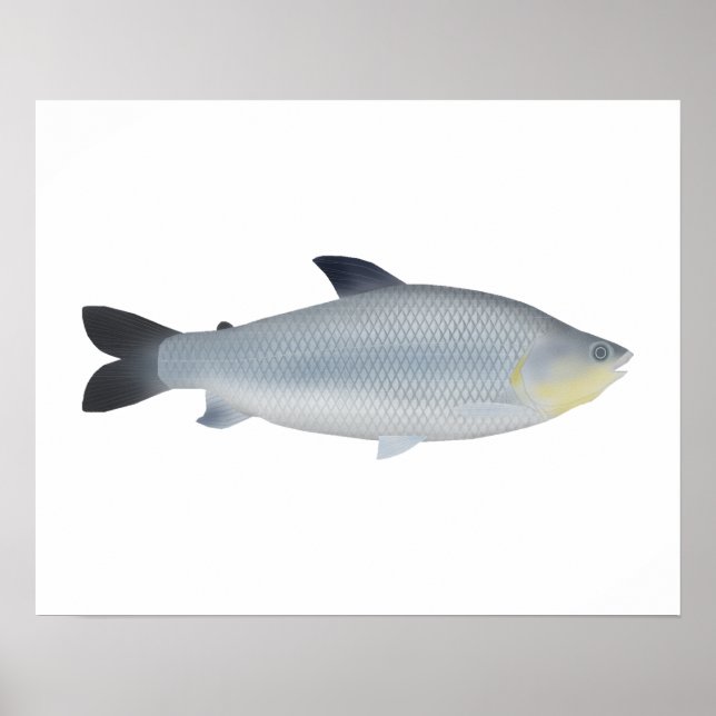 Affiche Piauçu (Devant)