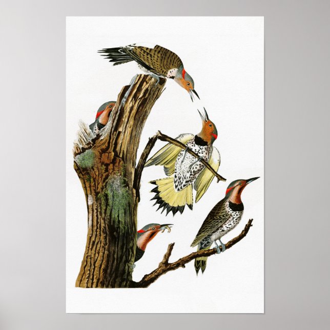 Affiche Pic à ailes dorées Audubon Birds of America (Devant)