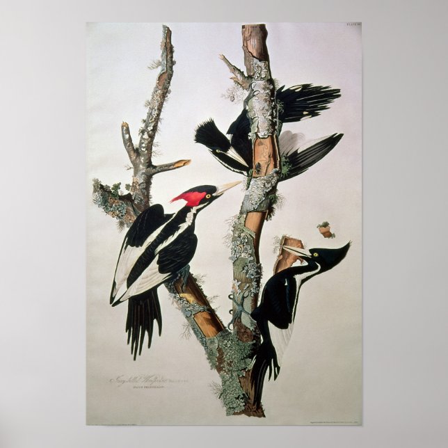 Affiche Pic à l'ivoire, tiré de 'Birds of America' (Devant)