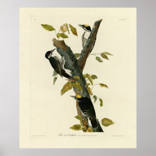 Affiche Pic à trois doigts - Audubon's Birds of America