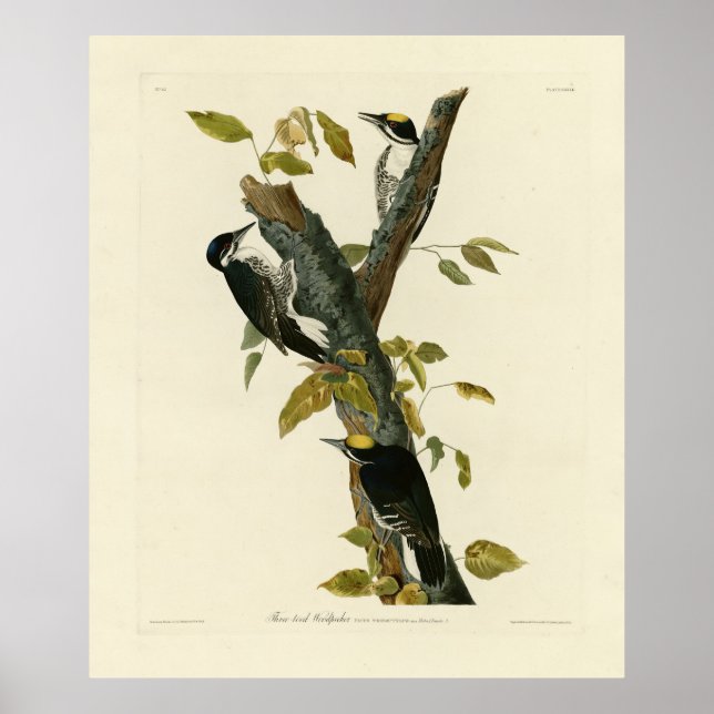 Affiche Pic à trois doigts - Audubon's Birds of America (Devant)