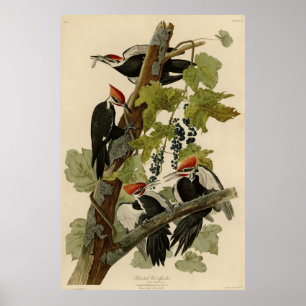 Affiche Pic pilé d'Audubon Birds of America