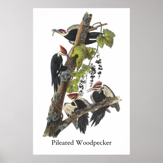 Affiche Pic pilé, John Audubon (Devant)