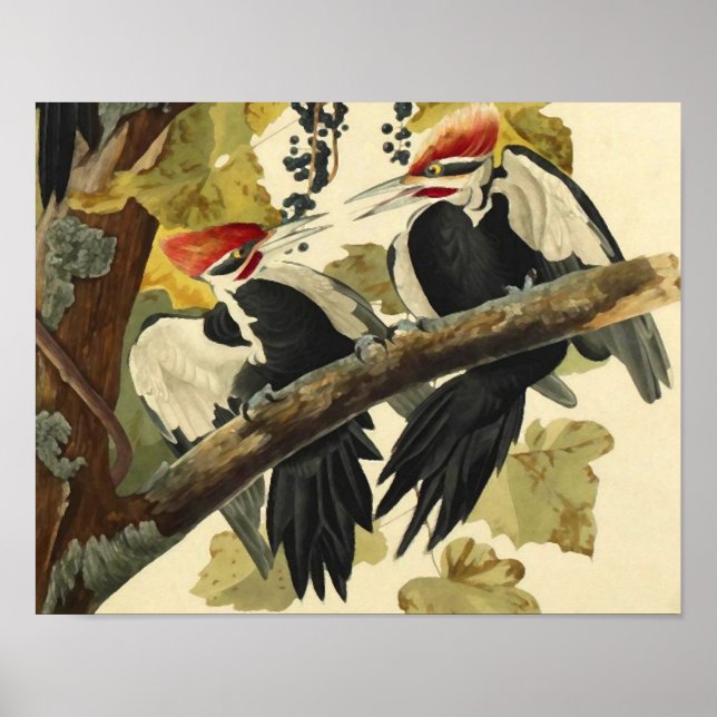 Affiche Pic pilé, John James Audubon (Devant)