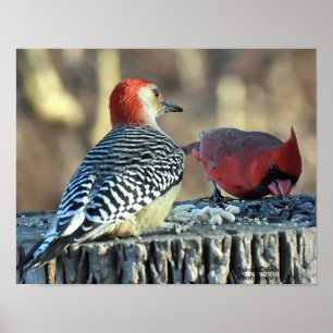 Affiche Pic rouge cardinal et pic rouge