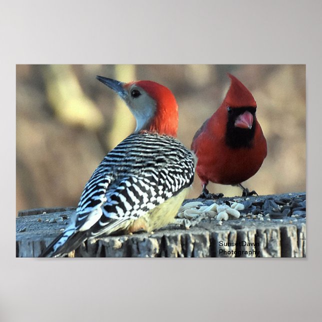 Affiche Pic rouge et cardinal rouge (Devant)