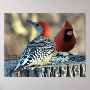 Affiche Pic rouge et cardinal rouge