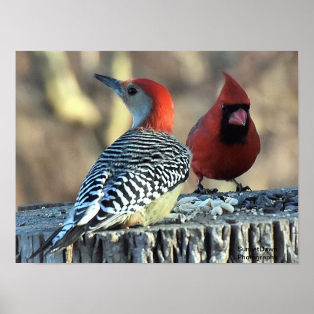 Affiche Pic rouge et cardinal rouge (Devant)