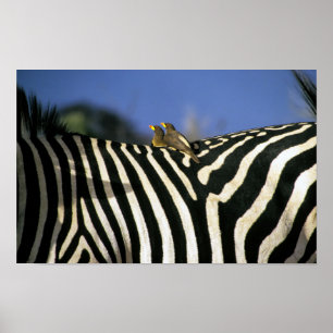 Affiche Pic rouge sur un dos de Zèbre - Zimbabwe