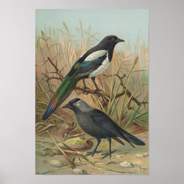 Affiche Pica pica, Lycus monedula (Devant)