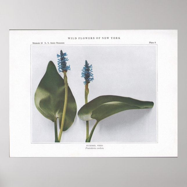 Affiche Pickerel Weed - Pontederia cordata (Devant)